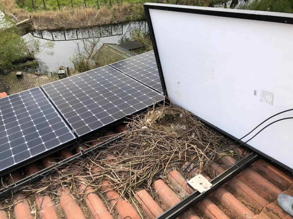 solar panel bird protection