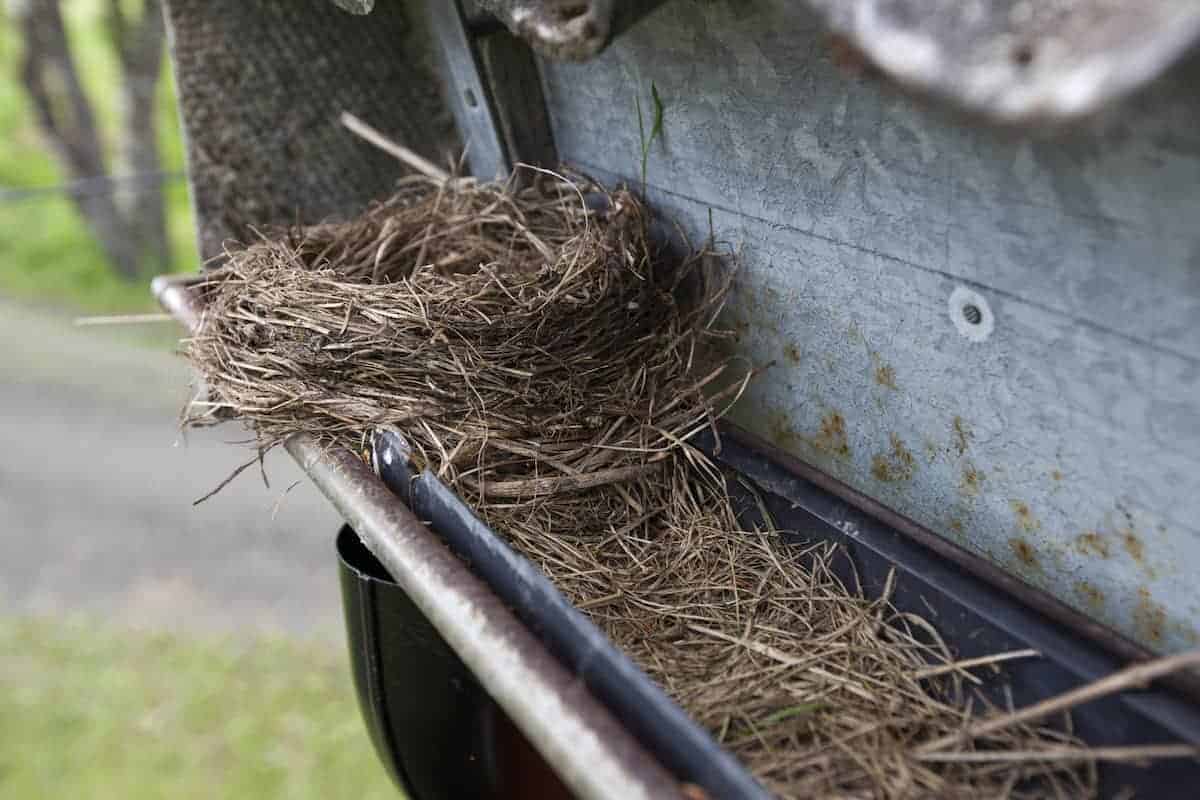 nesting_material_clogged_gutter-opt bird proofing from birds nesting